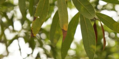 Tree infected with Sudden Oak Death