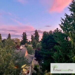 tree-removal-vancouver