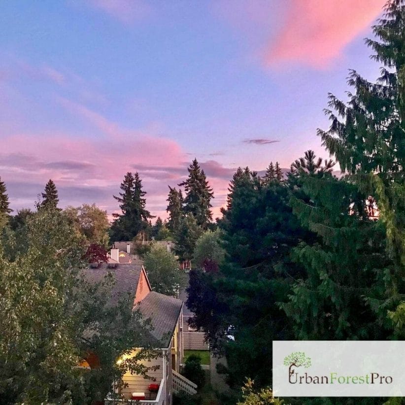 Tree Service Vancouver, WA ISA Certified Arborist Near You Pruning