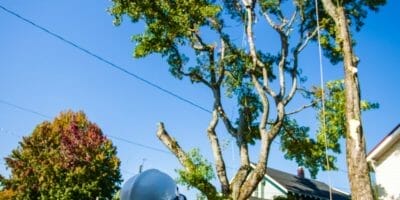 Certified Arborists providing tree care services.